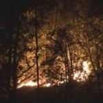Rize'de yerleşim bölgesinde orman yangını! 