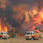 Avustralya'daki yangın korkunç bilanço: 480 milyon hayvan öldü
