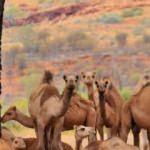 Türkiye'den Avustralya'ya 'deve' teklifi