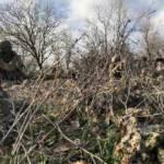 Bakanlık son dakika duyurdu: Dev operasyon başladı