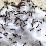 Karınca ilaçlı börek 2'si bebek 10 kişi hastanelik etti