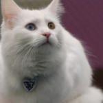 Kedileri Mozart müziği sakinleştiriyor! Van kedilerine Mozart dinletisi...