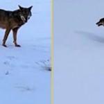 Mahalleye inen kurt b&ouml;yle g&ouml;r&uuml;nt&uuml;lendi