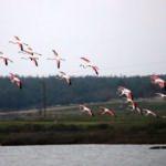 Edirne'nin kışlık misafirleri flamingolar