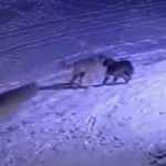 Erzurum'da aç kalan kurtlar köpeği böyle parçaladı