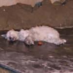 Feci olay! K&ouml;pek ve muhabbet kuşları telef oldu