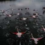 Flamingoların yuvası kuş cenneti Hersek Lagünü