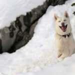 Sibirya kurdu "Fıstık"ın ilk kar sevinci