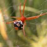 Avustralya'da felaketlerin ardı arkası kesilmiyor! Şimdi de zehirli örümcek uyarısı