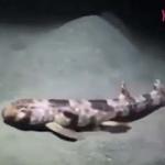 Büyük keşif! Avustralya kıyılarında yeni bir köpekbalığı türü...