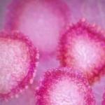 Dikkat! Uzmanlardan 'coronavirus' uyarısı