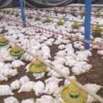 Sakarya'da havalandırma arızalandı : 27 bin 500 tavuk telef oldu
