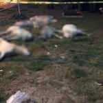 Köpekleri öldüren 3 kişi hakkında karar verildi! Ceza yağdı