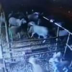 Koyunların depreme tepkisi g&uuml;venlik kamerasında