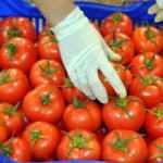 Rusya, Türkiye'den domates ithalatını artırıyor