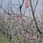 Bursa'da çiftçileri korkutan görüntü!