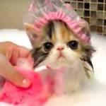 Doğal kedi şampuanı nasıl hazırlanır? Ev yapımı kedi şampuanı tarifi