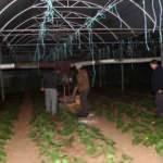 Fethiye'de sera üreticisinin sobalı don nöbeti