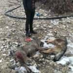 S&uuml;r&uuml;ye dadanan kurtları, Kangallar par&ccedil;aladı