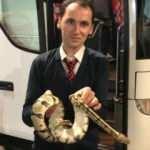 Yolcu otob&uuml;s&uuml;nde piton yılanı paniği!