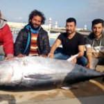 Dev orkinos, Türk balıkçıları Yunanistan'a sürükledi