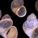 G&ouml;k&ccedil;eada&rsquo;da 4 yeni t&uuml;r keşfedildi