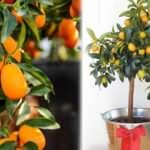 Kamkat saksıda nasıl yetiştirilir? Evde kumkuat bakımı