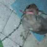 Kulağı kesilen köpek için polisler seferber oldu