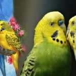 Muhabbet kuşu bakımı nasıl yapılır?