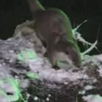 Munzur Nehri'nde su samurları g&ouml;r&uuml;nt&uuml;lendi