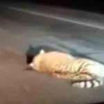 Nesli t&uuml;kenmekte olan kaplana araba &ccedil;arptı