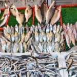 Torik balığı nasıl ayıklanır? Torik balığını ayıklamanın püf noktaları