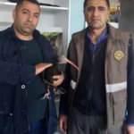 Köpeklerin ağzından aldı! Nesli tehlike altında...