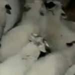  Kuzuların y&uuml;ksek ses &ccedil;ıkarmasından ş&uuml;phelendi, video &ccedil;ekerken depremi kaydetti