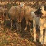 G&ouml;z&uuml; gibi baktığı kangalını &ccedil;aldılar, değeri dudak u&ccedil;uklatıyor