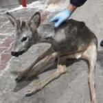 Bolu'da yavru gazelle bu halde bulundu