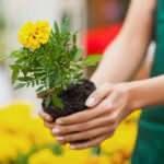 Evde bitki yetiştirmenin nedenleri? Evde çiçek yetiştirmek zararlı mı?