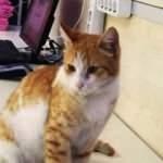 Kedi, adliyeden cezaevine gönderildi