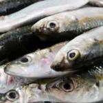 Uskumru balığı en kolay nasıl ayıklanır? 