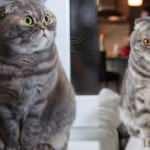 Kediler sevgisini hangi davranışlarla gösterir?