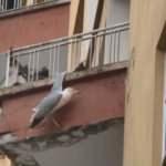 Rizeli genç kadının kıvrak zekası, martıyı kurtardı