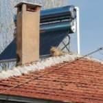 Evin çatısında şaşkına çeviren görüntü