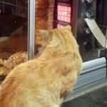 Tavuk dönere bakan aç kedi yürekleri sızlattı