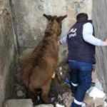 Tekirdağ'da akılalmaz g&ouml;r&uuml;nt&uuml;! Bu halde bulundu