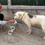 Köpeğin sırtından çıktı! Tam 2 kilo ağırlığında...