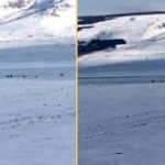 Bölge halkını korkutan görüntü! Sürü halinde indiler