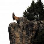 Munzur Dağlarında g&ouml;r&uuml;nt&uuml;lendiler! Nesli tehlike altında...