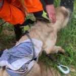 Mahsur kalan 2 köpek ve 3 kedi günler sonra kurtarıldı