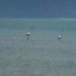 Burası Eğirdir G&ouml;l&uuml;! İlk kez g&ouml;r&uuml;ld&uuml;ler