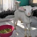 Afyonkarahisar'da gülümseten olay! Kuzuları 'torun' diye anlayınca...